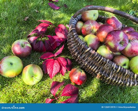 Apples in a Basket on the Grass. Autumn Harvesting Concept Stock Photo - Image of gardening ...