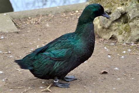 File:Domestic duck -Parc de la Pepiniere, Nancy, France-8a.jpg ...