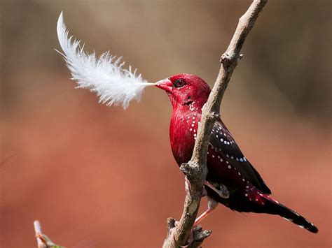 Red Munia or Red Avadavat | Oiseaux exotiques, Oiseaux, Les plus beaux oiseaux