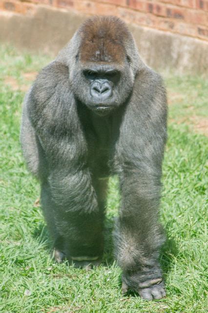 WESTERN LOWLAND GORILLA – National Zoological Garden, Pretoria