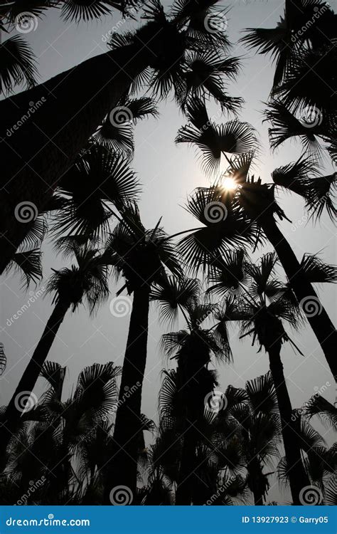 Palm tree shadow stock image. Image of relax, relaxing - 13927923