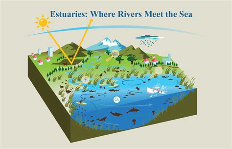 Estuary Biome Map