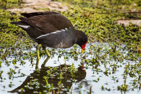 Israel Bird Photography Tours - The Israel Guide Photo Tours