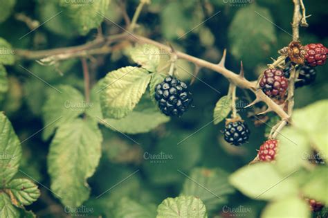 wild berry ~ Food & Drink Photos ~ Creative Market