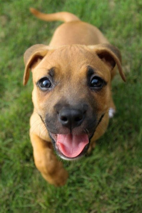 Rhodesian Ridgeback German Shepherd Mix Puppies For Sale - Pets Lovers