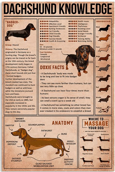 Top 10 Dachshund Breeding Rules of Ethical Breeders