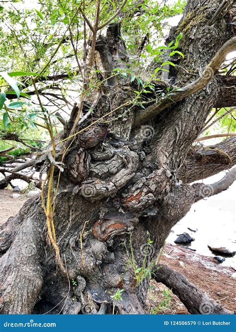 Spooky Old Tree stock image. Image of outside, ancient - 124506579