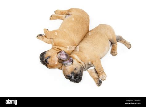 french bulldog puppies sleeping Stock Photo - Alamy