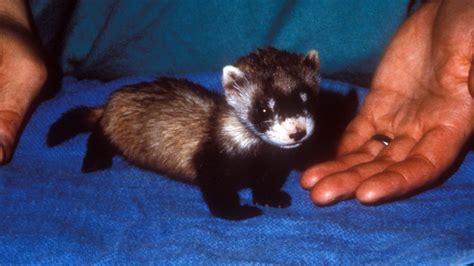 Louisville Zoo’s 1,000th black-footed ferret born