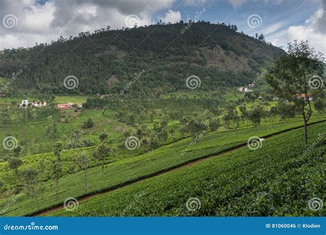 Slope of Tea Plantation in Nilgiri Hills. Stock Photo - Image of ...