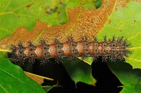 Poisonous Caterpillars Can Sting Your Dog or Cat | PetHelpful