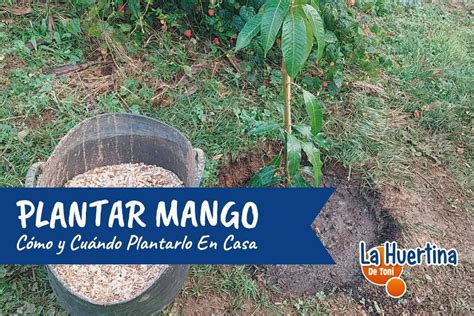 El árbol de mango: descripción botánica | Plantas