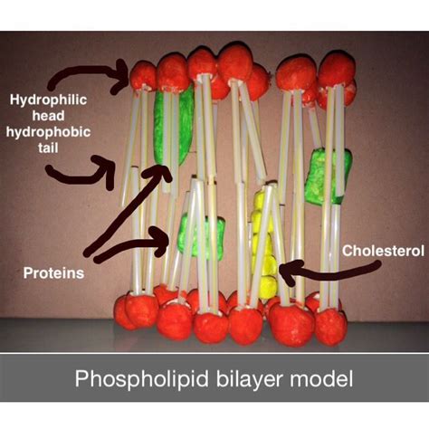 Lipid bilayer made up of two layers of phospholipid molecules with ...