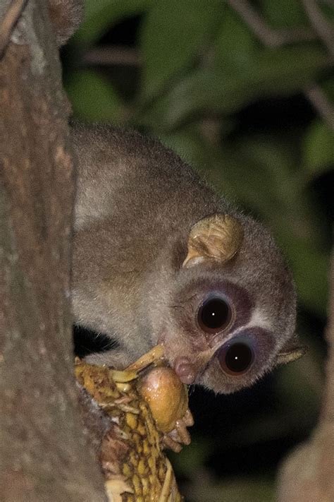 Red slender loris in Sri Lanka | Big Fish Expeditions