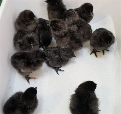 Ayam Cemani Hatching Eggs | Cackle Hatchery®