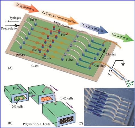 Microfluidic device for cell-to-cell communication study. (A) The ...