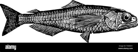 Lanternfish is a species of deep sea lanternfish in the Myctophidae family vintage line drawing ...