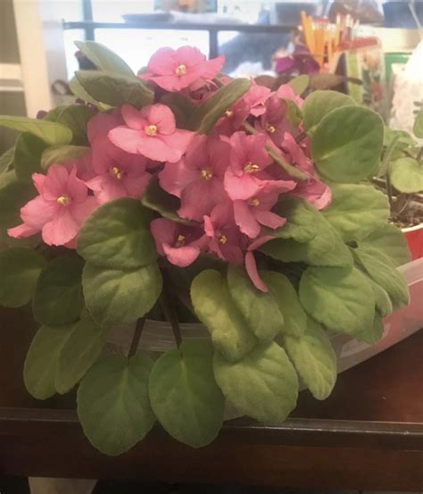 African violets : r/houseplants