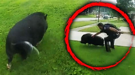 ‘Pigs Chasing a Pig’: Police Laugh at Wacky Call - YouTube