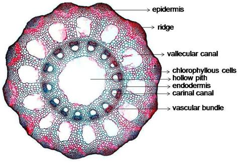 Equisetum Stem Anatomy T.S