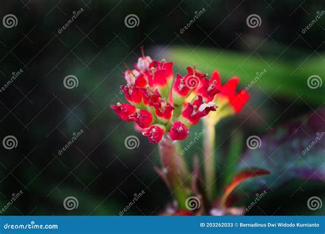 Flowering Cocor Bebek or Kalanchoe Blossfeldianaa is a Species of ...