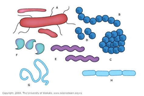 What bacteria are — Science Learning Hub