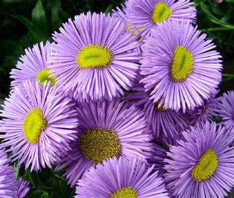 Erigeron Azure Fairy Erigeron Speciosus Seeds