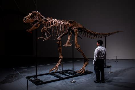 Dino-mania Shows No Sign of Extinction as Sotheby’s Offers a Rare Gorgosaurus Skeleton Estimated ...