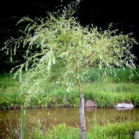 My baby weeping willow growing by our koi pond. | Weeping willow, Koi pond, Landscape