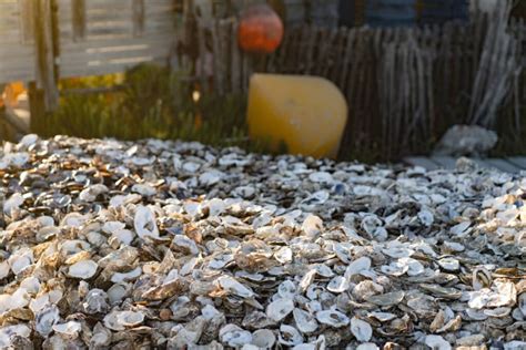 How to Feed Oyster Shells to Chickens (Preparation & Benefits) - Chicken & Chicks Info