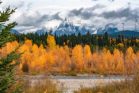 Fall Leaves Image - lfathead-national-forest-fall-foliage-in-montana ...