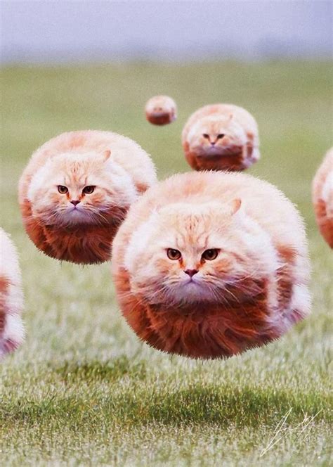 Blob cats - Meme by A-Z.Z :) Memedroid