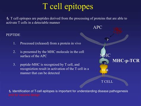 PPT - Computer-aided design of T- cell epitope vaccines PowerPoint ...