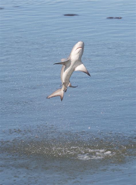 spinner shark (Carcharhinus brevipinna); Image ONLY