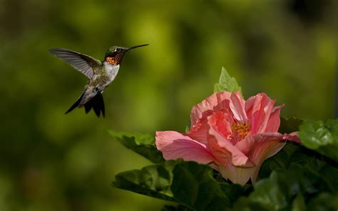 Hummingbird Wallpaper Backgrounds - Wallpaper Cave