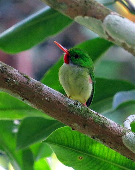 Birdernaturalist: Jamaica's Endemic Birds