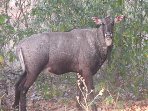 ANIMALS FOUND IN RAJAJI NATIONAL PARK | RAJAJI NATIONAL PARK