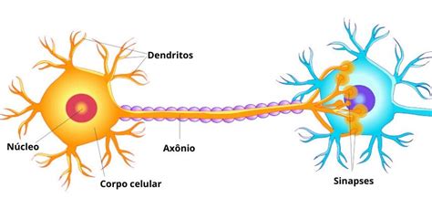 Impulso nervoso: o que é, transmissão, onde ocorre - Biologia Net