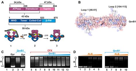 Poison-specific gyrase rescue mediated by QnrB1 protein. (A) Top ...