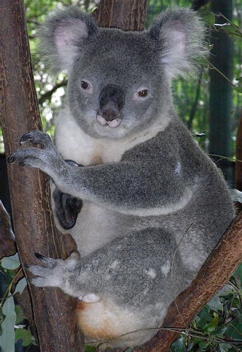 File:Friendly Male Koala.JPG - Wikimedia Commons