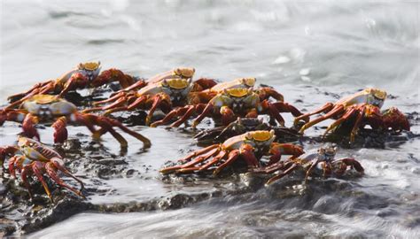 Sea Crabs: Characteristics, reproduction and much more