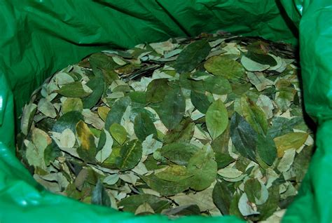 Coca Leaves and their Llipt’a in Cuzco | Coca Tea Company