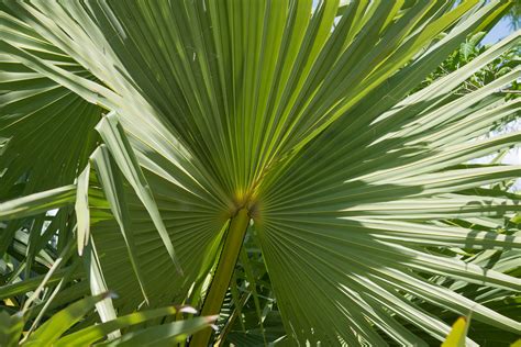 Borassus flabellifer (Palmyra palm)