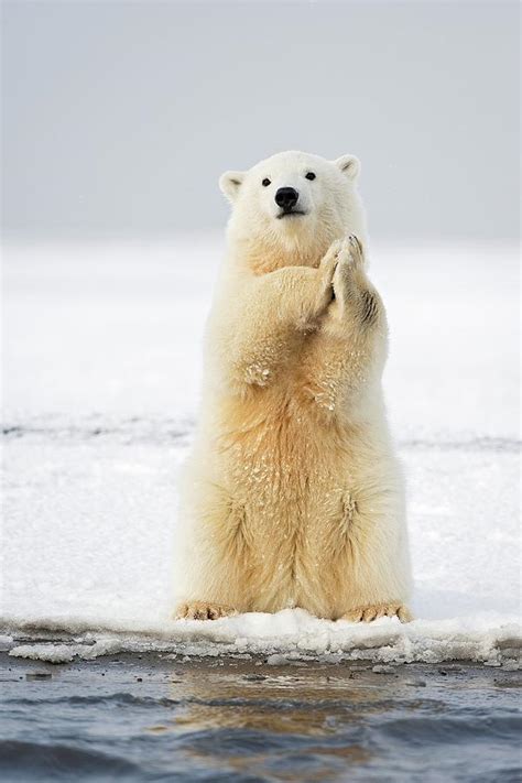 Polar Bear Cub Sitting Photograph by Steven Kazlowski - Pixels