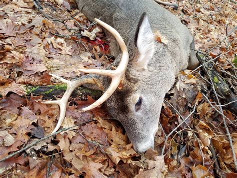 [NW Wisconsin] My first decent buck in a long time, taken within the ...