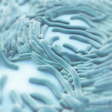 Legionella Pneumophila Photograph by Science Picture Co - Fine Art America