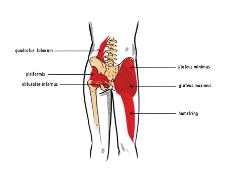 Deep Dive into the Anatomy of the Hip Flexor Muscles - Hip Hook by Aletha