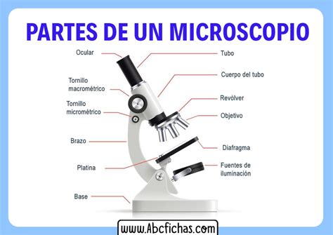 Partes de un microscopio - ABC Fichas