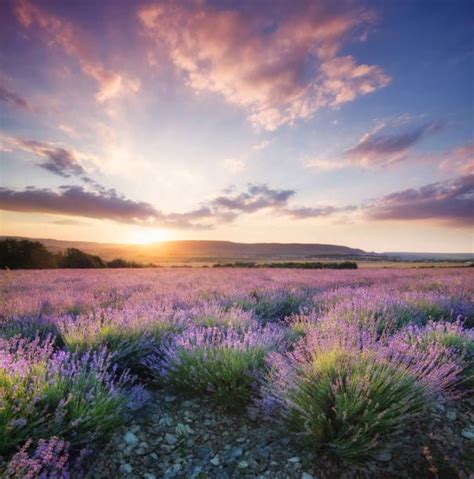 Lavender Fields at Sunset