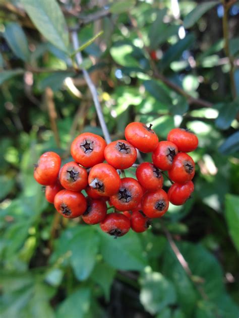 Herbs from Distant Lands: Pyracantha species - Firethorn